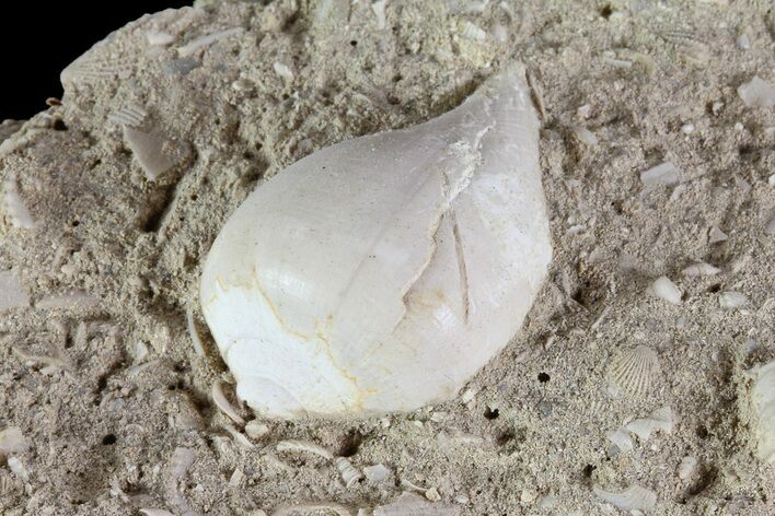 Eocene Fossil Gastropod (Globularia) - Damery, France #73803